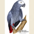 thumbnail image 3 of CafePress - African Gray Parrot Light T Shirt - Men's Classic Graphic T-Shirt, 3 of 4