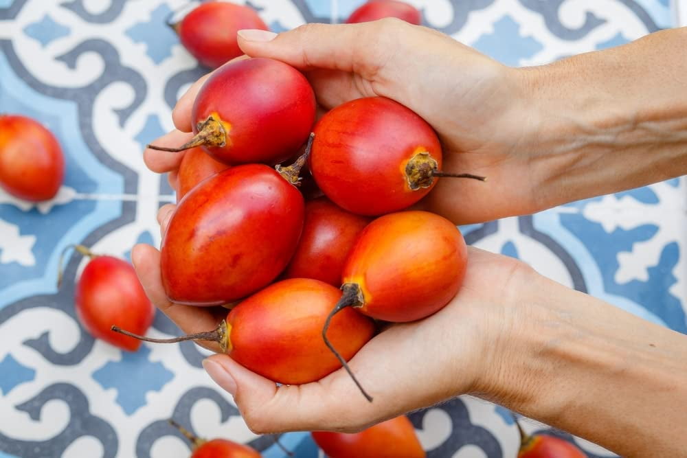 Tree Tomato Seeds for Planting 10 Rare Seeds Tamarillo, Cyphomandra