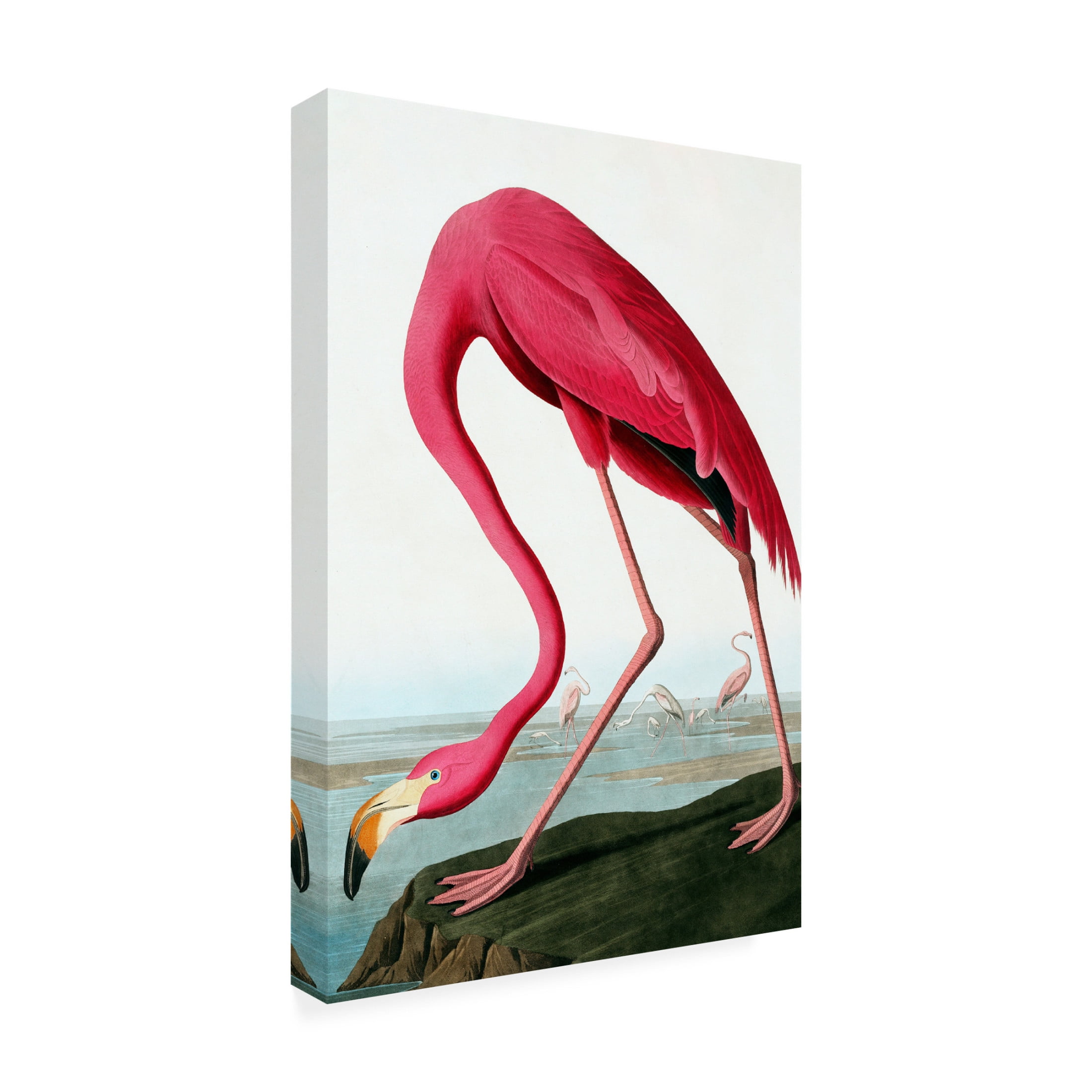 Canvas Wall Art - Incado 'Flamingo' Wall Art for Living Room, Bedroom, or Office Décor by Trademark Fine Art - 22 x 32 Inches
