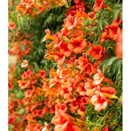 Set 2 Orange Trumpet Plants Live for Planting, Flame Vine Plants for Outdoor Garden 4 to 6 Inch Tall