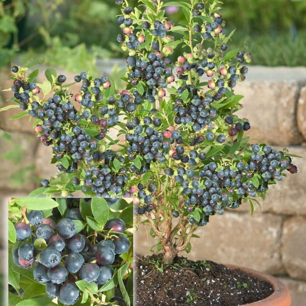 Northsky Blueberry Dormant Bare Root Fruit Bearing Plant (1Pack