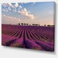 thumbnail image 2 of Shiny Lavender Field in Provence - Landscape Canvas Wall Art, 2 of 3