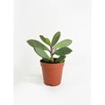 thumbnail image 2 of Vertical Leaf Senecio Purple Succulent, 2 of 4