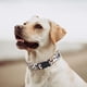 thumbnail image 3 of Collar de perro de lujo con estampado de leopardo que se reúne suave de alto grado con olor a guepardo de tela, 3 of 5