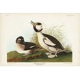 thumbnail image 2 of Audubon, John James 24x17 Black Ornate Wood Framed with Double Matting Museum Art Print Titled - Pl 325 Buffel-headed Duck, 2 of 4
