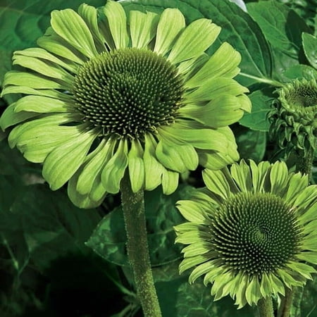 50 Green Jewel Coneflower Seeds – Echinacea Perennial Flower Seeds – Pollinator Friendly Garden Blooms