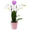 From You Flowers - Pastel Pink Potted Orchid (Free Pot Included)