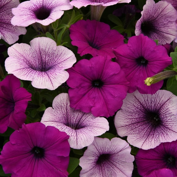 Outsidepride 30 Easy Wave Spreading Petunia Flowering Seed
