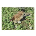 thumbnail image 1 of Hen and Chicks Cutting Board, Still Life Photo of Domestic Farm Animals on Shamrock Field, Decorative Tempered Glass Cutting and Serving Board, in 3 Sizes, by Ambesonne, 1 of 2
