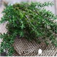 thumbnail image 1 of HJADGG Thyme-100+ Seeds-All Purpose Herb Seasoning-Seed, 1 of 1