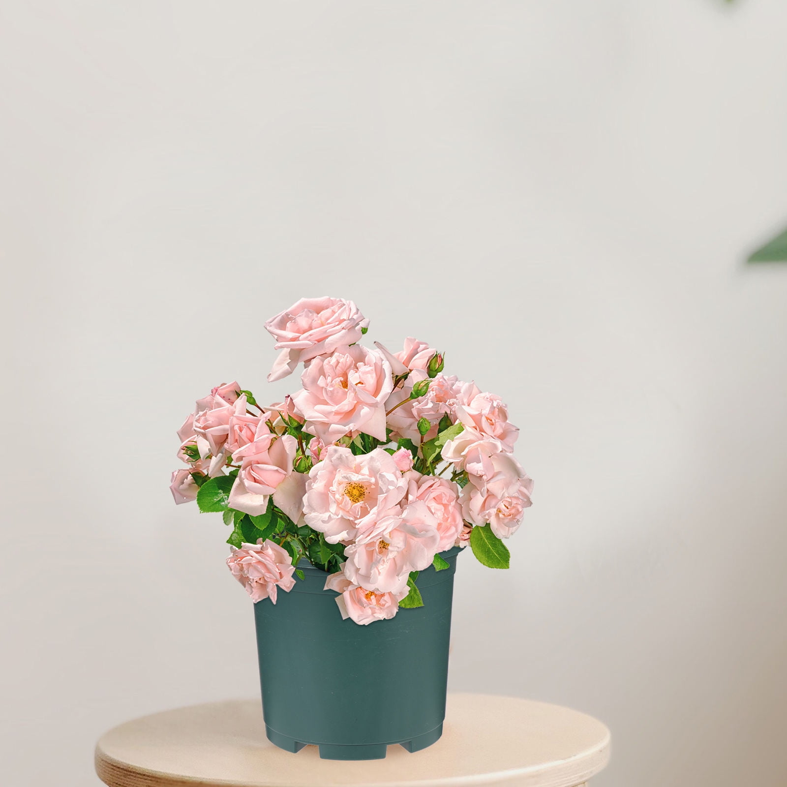 DEEPCRAFF 12- Plastic Flower Pots for Indoor Balcony Garden Planting and Home Plant Culture