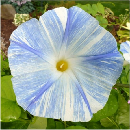 Indian Tree Saucer - Packet of 100 Seeds, Flying Saucers Morning Glory (Ipomoea tricolor) Open Pollinated Seeds By Seed Needs