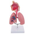 thumbnail image 3 of CIMAXIC 1pc Respiratory Lung Model Medical Respiratory System Lung Model Teaching Tool,10.63"X4.72"X4.72", 3 of 5