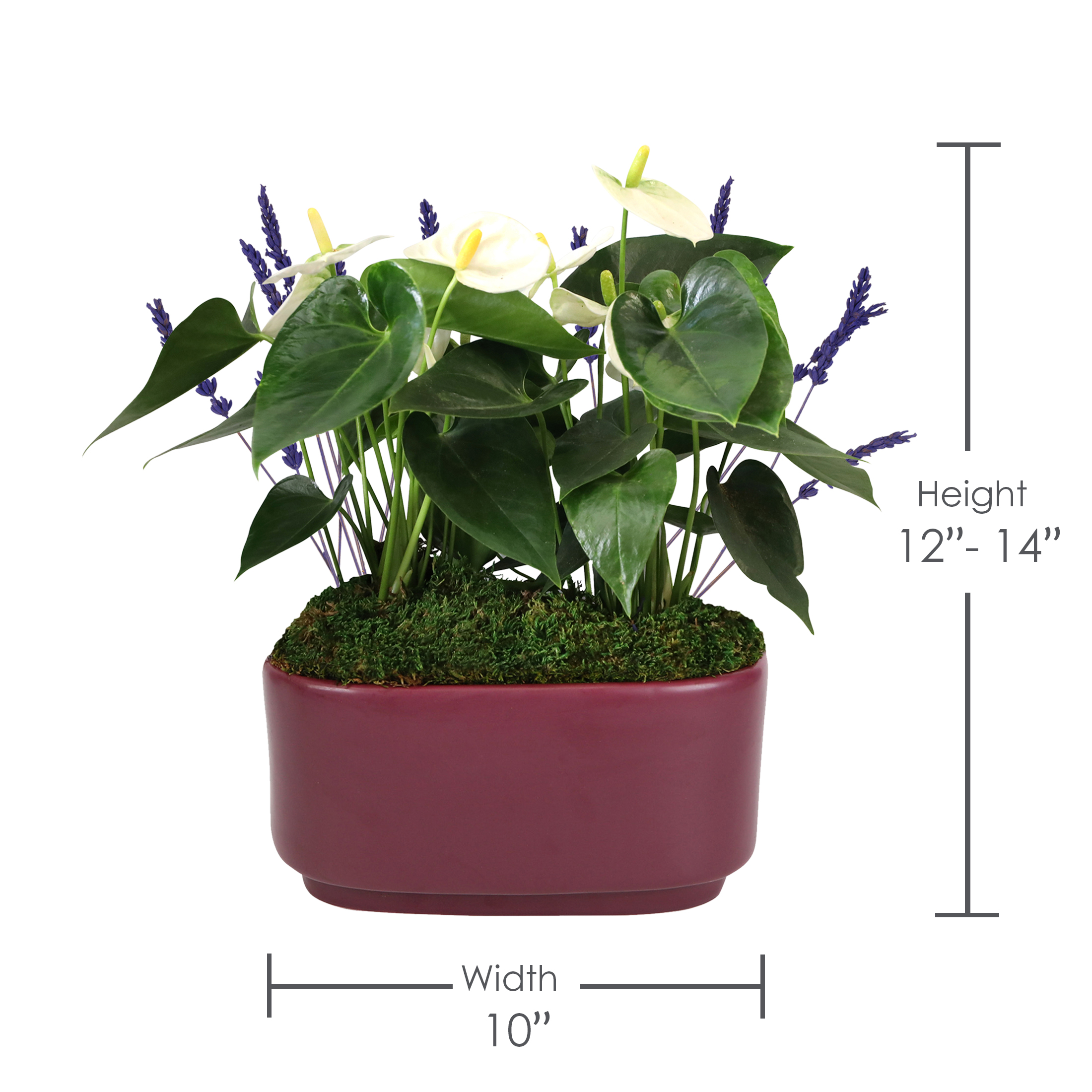 10IN White Anthurium Planter with Lavender – Dark Purple Pot