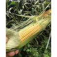 thumbnail image 2 of TomorrowSeeds - Golden Bantam 12-Row Sweet Corn Seeds - 150+ Count - For 2026 Planting Early, 2 of 9