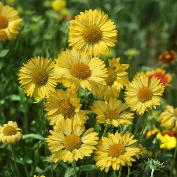Outsidepride Gaillardia Aristata Aurea Pura - 2000 Seeds