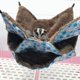 thumbnail image 3 of Hamaca Pequeña para Mascotas ACTIVE Cama Triple Azul 30 x 30 cm, 3 of 5