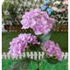 thumbnail image 3 of Soporte de pared para manguera de jardín | Almacenamiento seguro de mangueras | Uso en exteriores | Herramientas de jardinería y riego, 3 of 3
