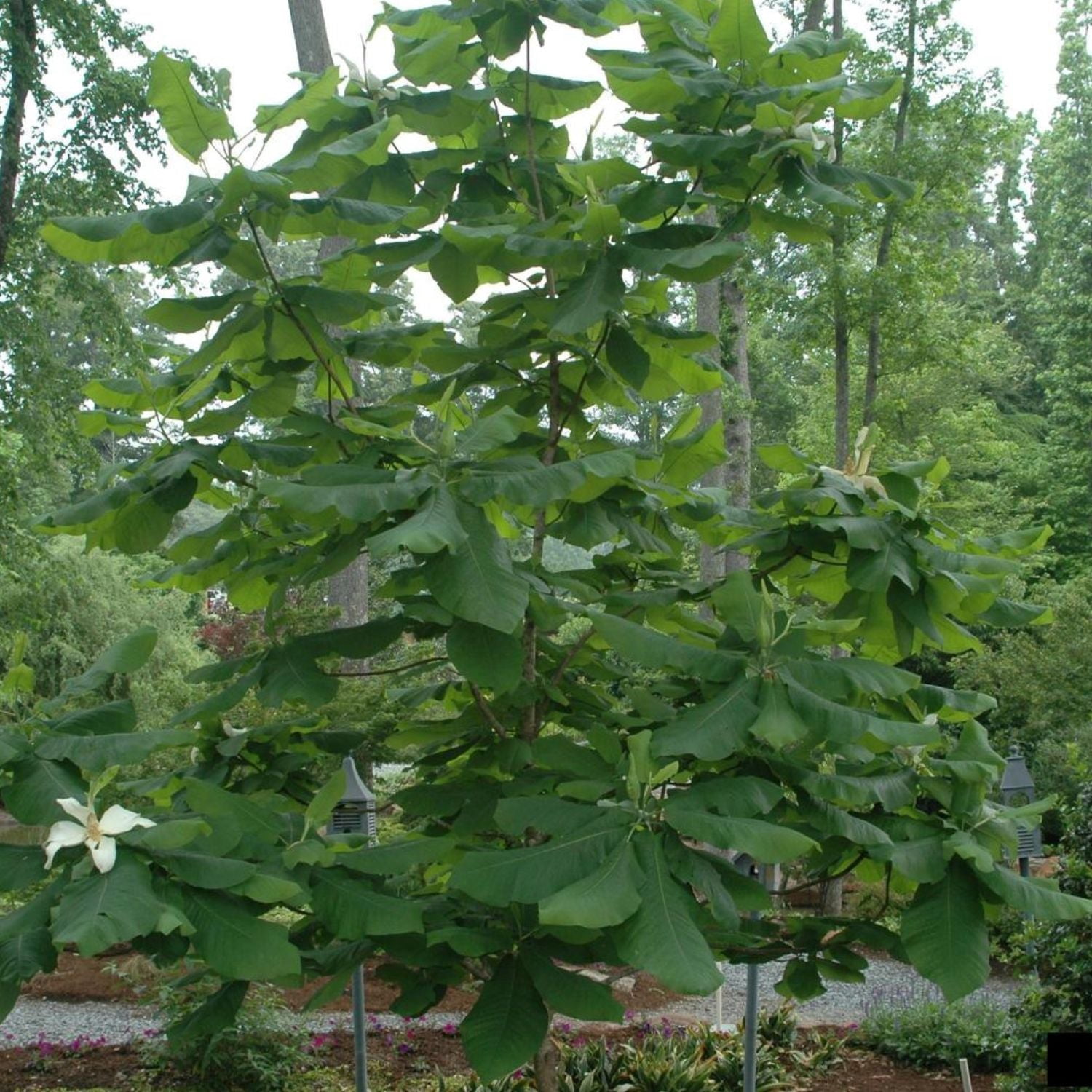 Expert Gardener 2-3' Magnolia Umbrella Live Tree in 1 gal. Grower Pot