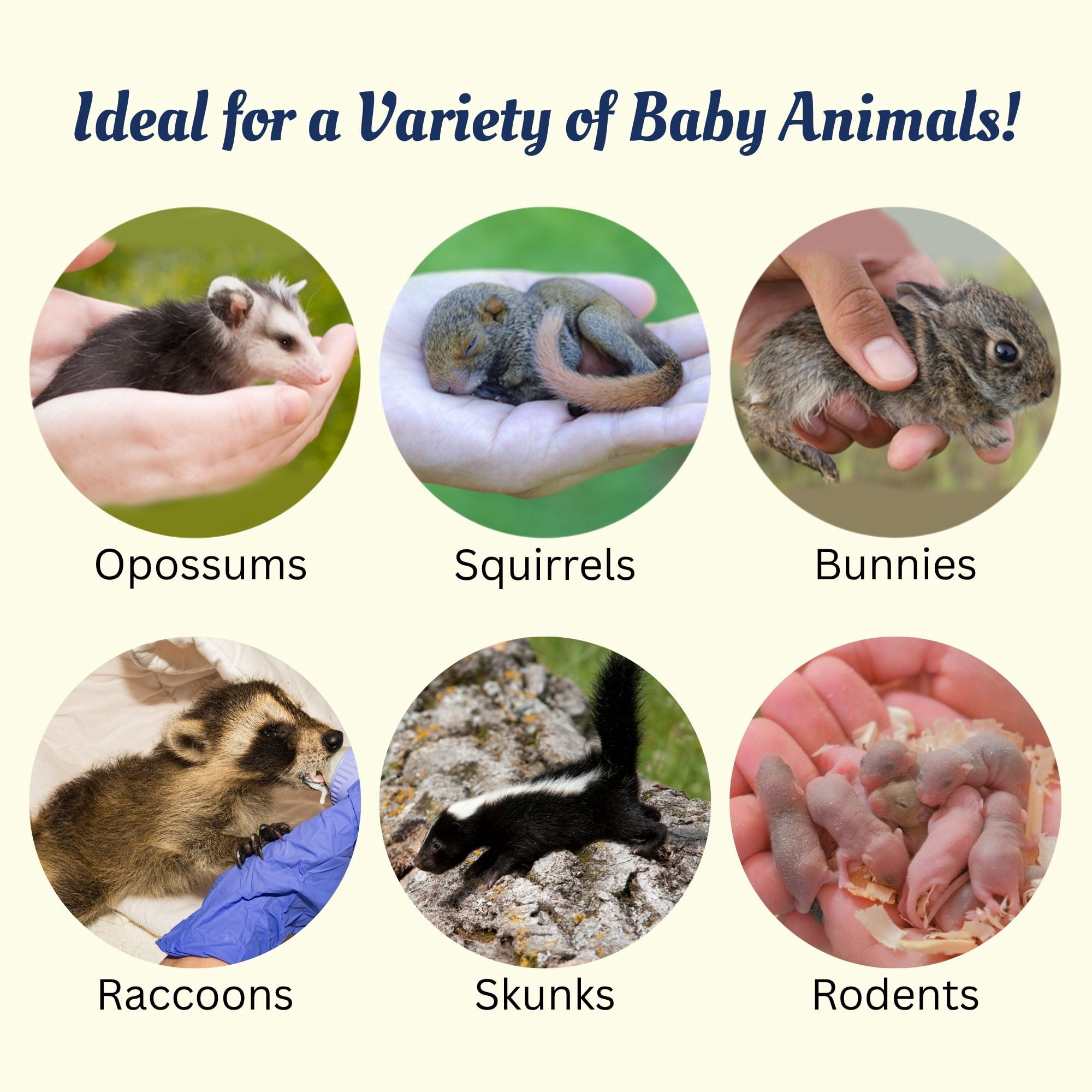 Exotic Nutrition Baby Squirrel Nursing Set (Expanded) - Milk Replacer, Feeding Syringes