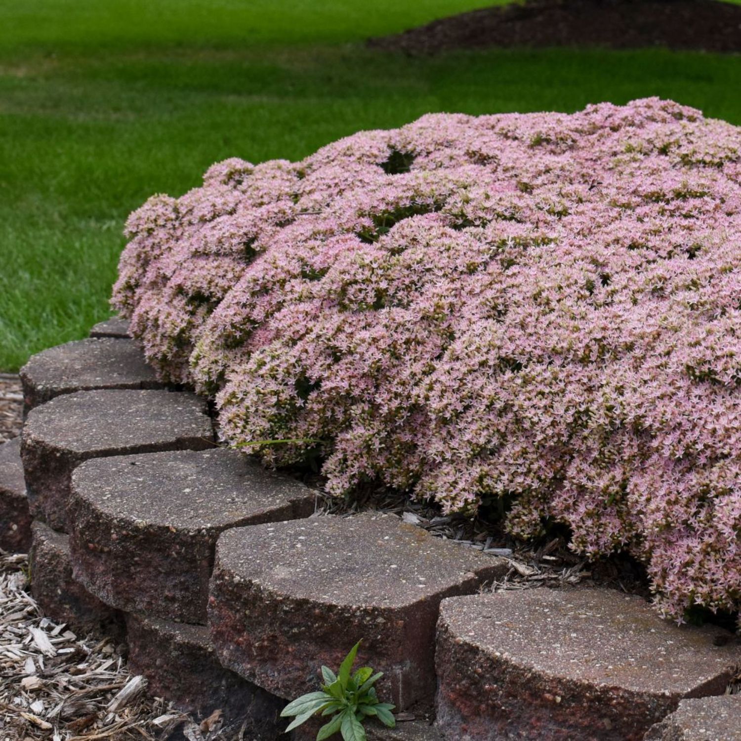Proven Winners 6" Pink Rock 'N Round 'Pure Joy' Stonecrop Live Plant in 6.5" Pot
