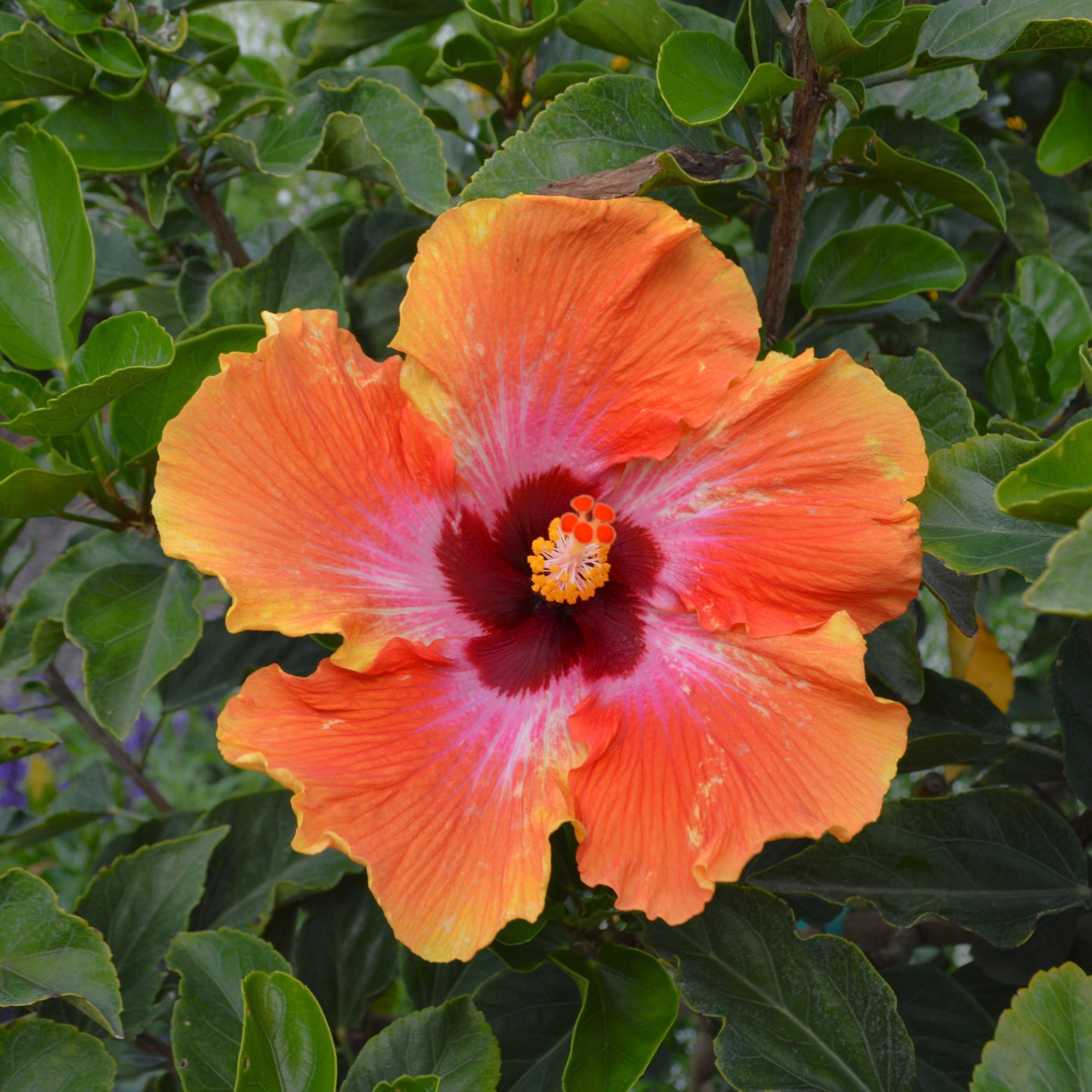2 gal. Hibiscus Fiesta Braided Live Annual Tree with Multicolor Flowers