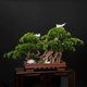thumbnail image 5 of Árbol de bonsái artificial en maceta de cerámica cuadrada, simulación de pino de bienvenida, planta verde en maceta grande, pino falso bonsái for decoración interior/exterior, 5 of 5