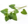 Catnip - Dried Nepeta cataria Loose Leaf/Buds by (8 oz) - Walmart.com