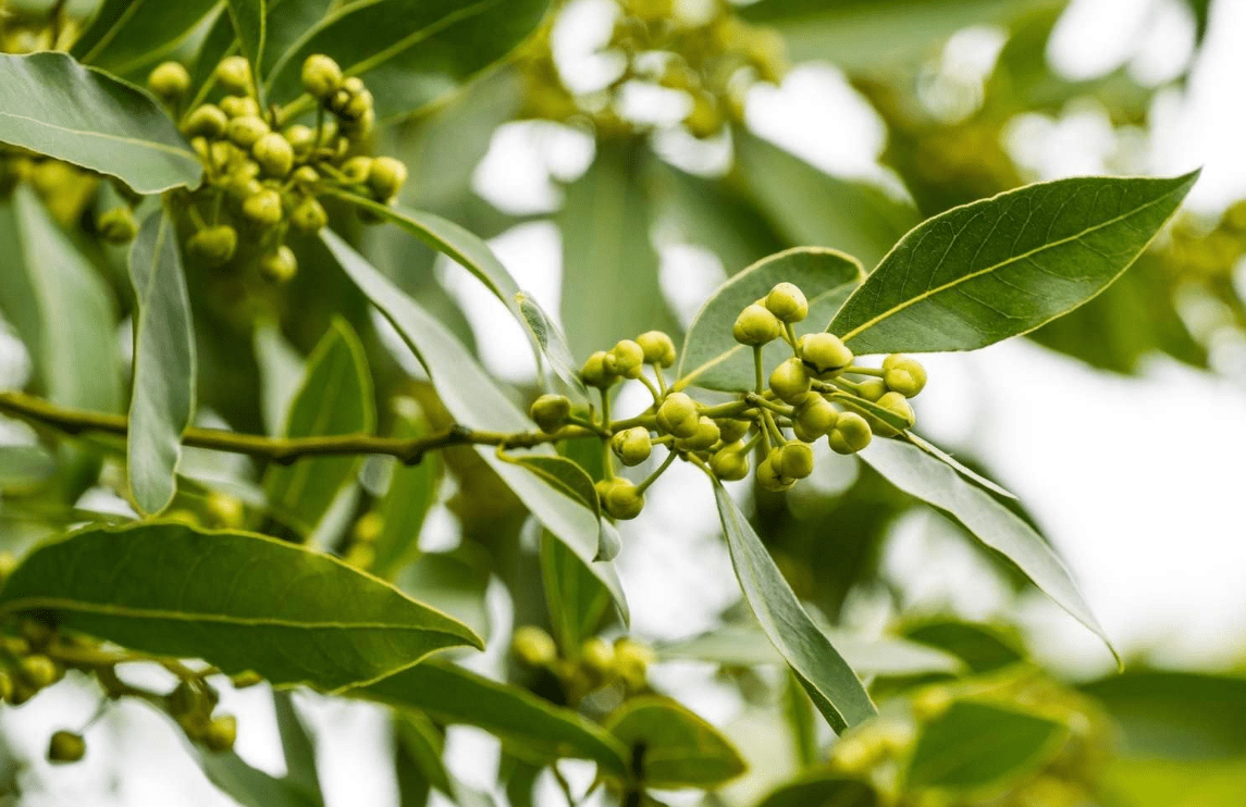 Bay Leaf Plant Live, Laurus Nobilis Bay Laurel Tree for Indoor or Outdoor Planting, 4-7 Inch Tall