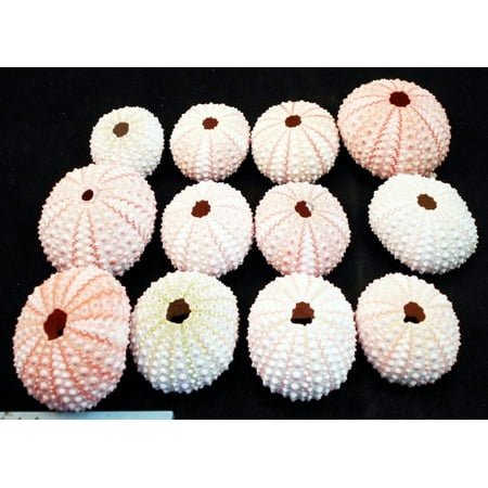 Set of 12 Pink Sea Urchin Seashells Shells for Beach Wedding Craft Nautical Decor Air Plant Holders