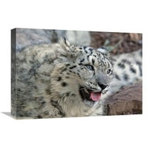 22 in. Snow Leopard Art Print - Vic Schendel