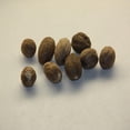 thumbnail image 1 of Muscade Moulue, 1 of 1