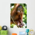 thumbnail image 1 of Orangutans Wall Mural by Wallmonkeys Peel and Stick Graphic (48 in H x 32 in W) WM195068, 1 of 4