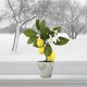 thumbnail image 3 of LED Lemon Bonsai – Realistic Indoor Potted Artificial Fruit Tree, 3 of 4