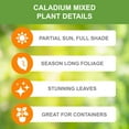 thumbnail image 3 of Garden State Bulb Mixed Caladium Bulbs, Bare Roots, Spring Planting (Bag of 10), 3 of 8