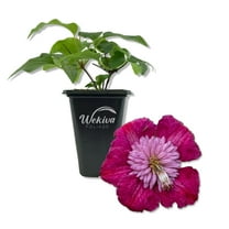 Clematis Avant Garde - Live Starter Plant in a 2 Inch Growers Pot - Starter Plants Ready for The Garden - Rare Clematis for Collectors