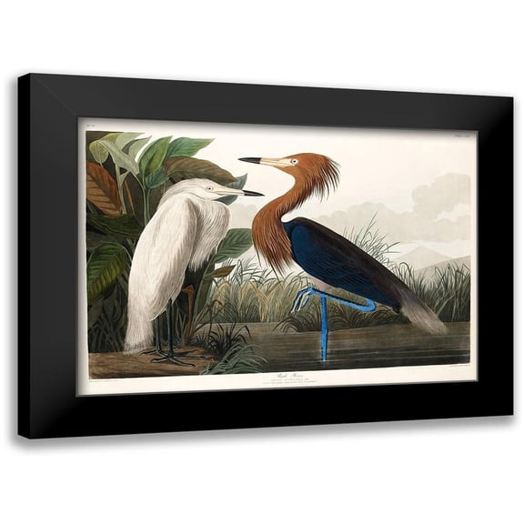 Audubon, John James 14x11 Black Modern Framed Museum Art Print Titled - Purple Heron