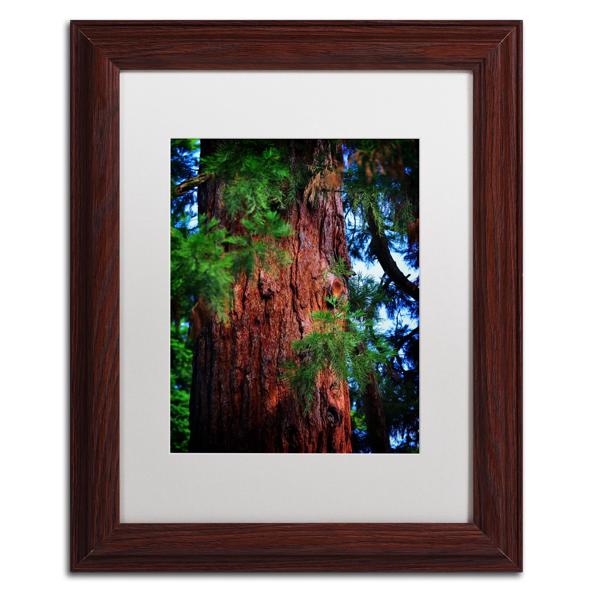 Trademark Fine Art "Giant Sequoia" Canvas Art by Philippe Sainte-Laudy, White Matte, Wood Frame