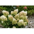 thumbnail image 2 of Little Hottie® Panicle Hydrangea, 2 of 2
