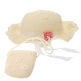 thumbnail image 2 of 2Pcs Bolso de moda Niños Daisy Sun Hat Niñas Verano Playa Sombrero Wave Sombrero de paja Topee Niños Sombrero y bolso para niñas (Blanco lechoso), 2 of 6