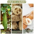 thumbnail image 5 of Exfoliating Sponge Pad, Natural Loofah Bath Scrub for Men and Women, Eco Friendly Body Exfoliator, Spa and Daily Shower Use, 11 X 16 Cm, 5 of 8