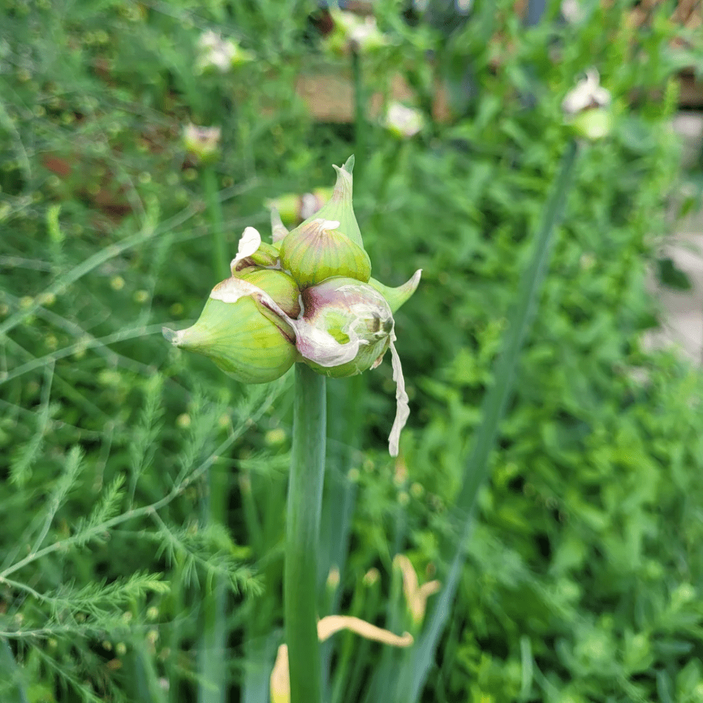 100 Egyptian Walking Onion Seeds for Planting, High Yield Walking Onion Plant for Vegetable Garden, Suited for Zone 3 to 10