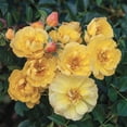 thumbnail image 4 of Sunshine Happy Trails Dormant Bare Root Groundcover Rose, Includes one dormant plant per order, 4 of 4