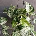 thumbnail image 3 of Marble Queen Pothos - Live Plant in a 6 Inch Pot - Epipremmum Aureum - Stunning Houseplant with Unique Foliage - The Perfect Air Purifying Houseplant Companion, 3 of 5