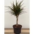 thumbnail image 2 of Dracaena Marginata Braid - Live Plant in a 6 Inch Pot - Dracaena Marginata - Stunning Braided Indoor Houseplant, 2 of 6