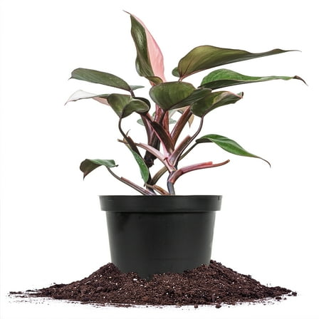 Pink Princess Philodendron in 6in. Grower's Pot - Large Beautiful Unique Houseplant