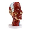 Human Head Features Half Head, Muscular , Veins, Arteries, Exposed Sinuses, Brain, and Spinal