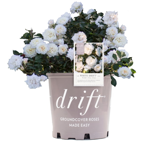 White Drift Rose - 3 Gallon Pot, Live Deciduous Shrub, Full Sun, Outdoor