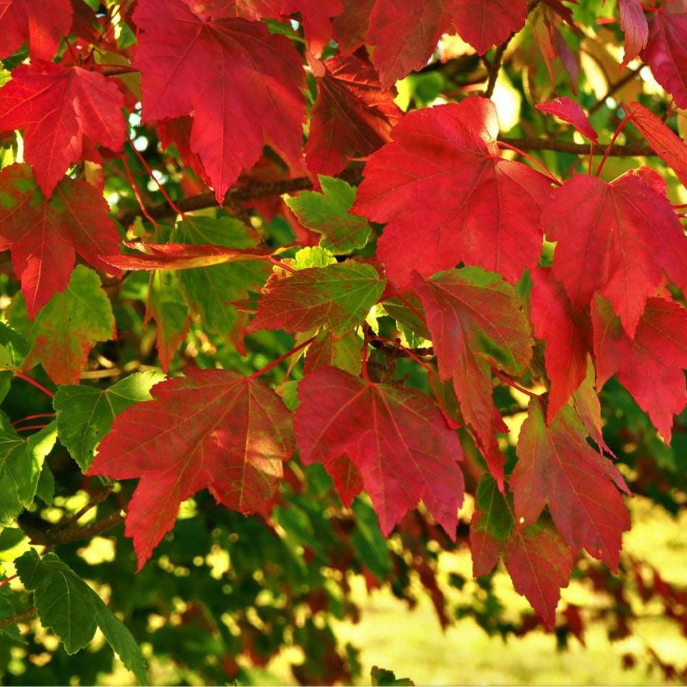Expert Gardener 2-3 ft tall October Glory Maple Live Tree in 5-Gallon Grower Pot