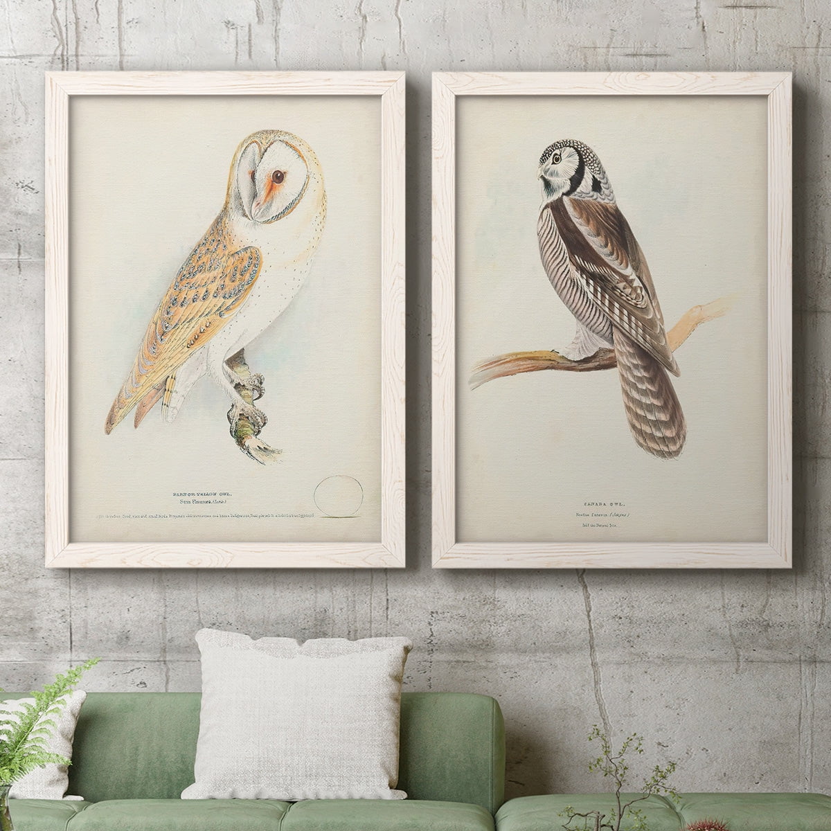 Barn Owl - Premium Framed Canvas 2 Piece Set - Ready to Hang